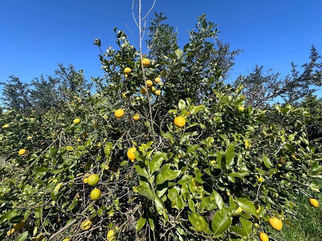 Venta de Campo de 2.82 hectáreas Camino Garcés