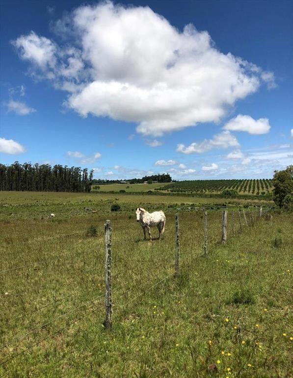Chacra rural de 5 ha a 30 minutos de Punta del Este
