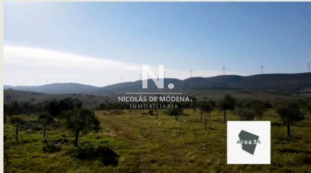 En venta excelente campo Olivícola de 54Has en