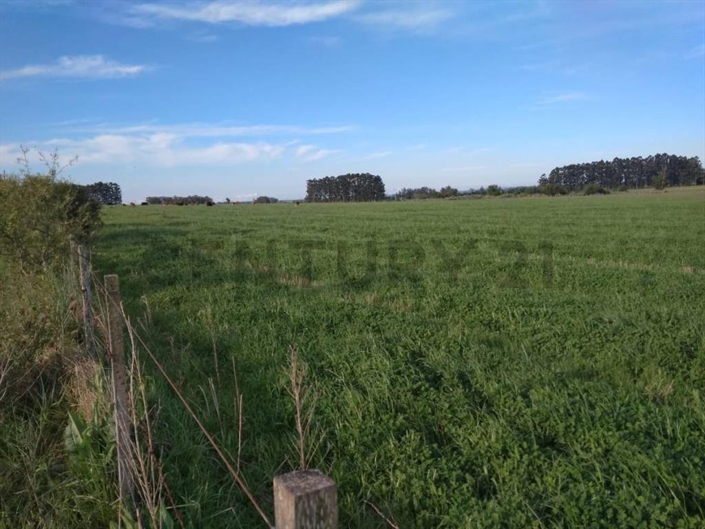 Venta Campo Productivo en Lavalleja de 26,5 hectáreas. Ru...