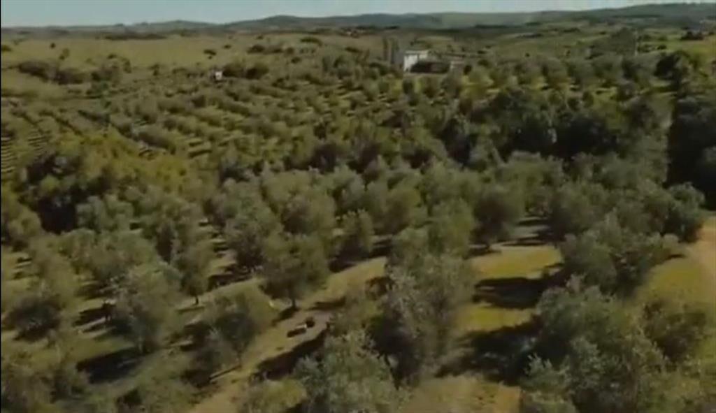 Campo de 43 hectareas con plantacion de Olivos de