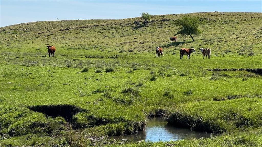 VENTA DE CAMPO GANADERO – 694 HAS. EN RIO NEGRO