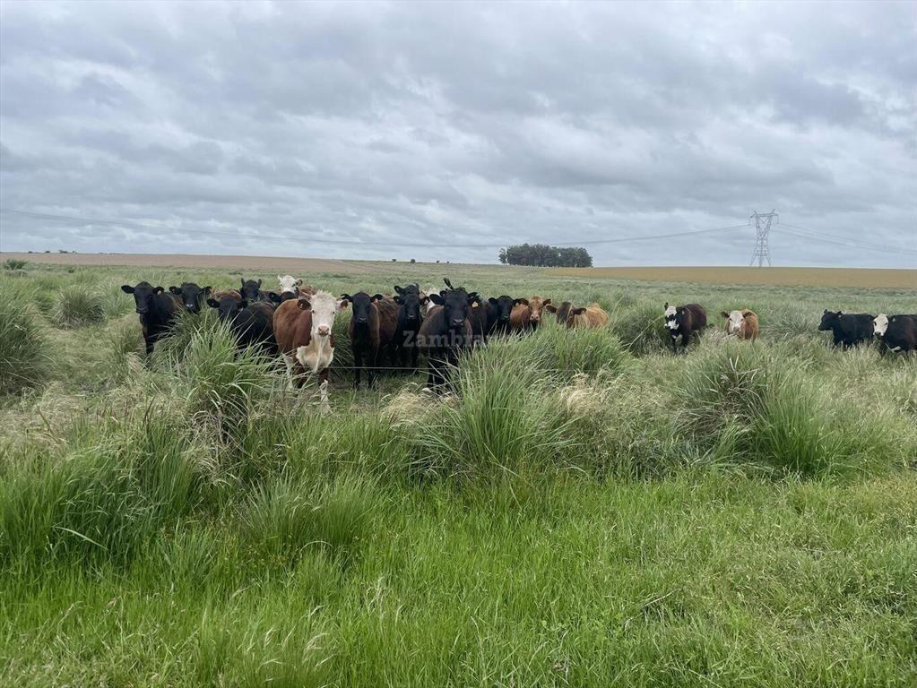 Estancia Agrícola Ganadera en Flores