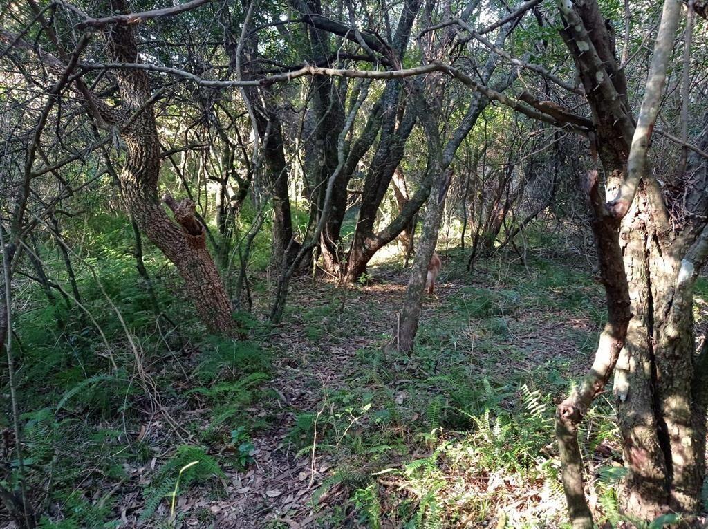 Campo en Las Flores