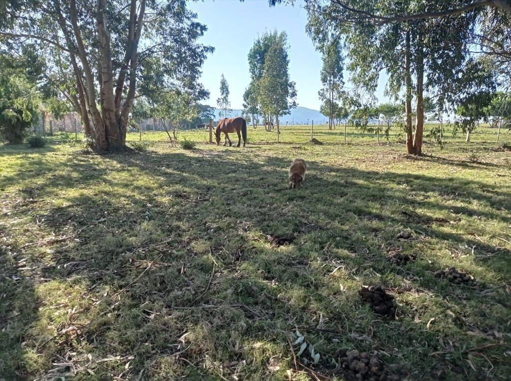 Campo en Las Flores