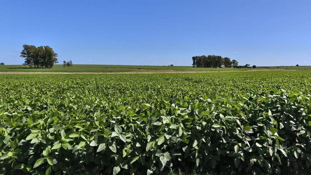 Venta de Campo Agrícola en Soriano