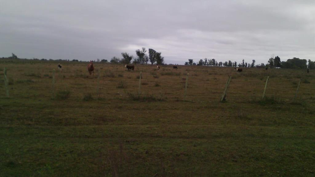 Campo en Salto