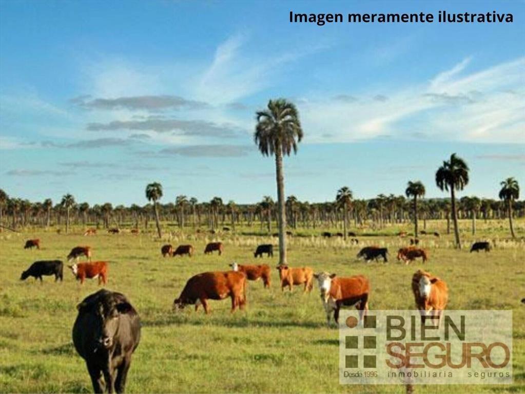 Ideal inversor. Campo Ganadero 124,5 has, próximo 19. Ruta1