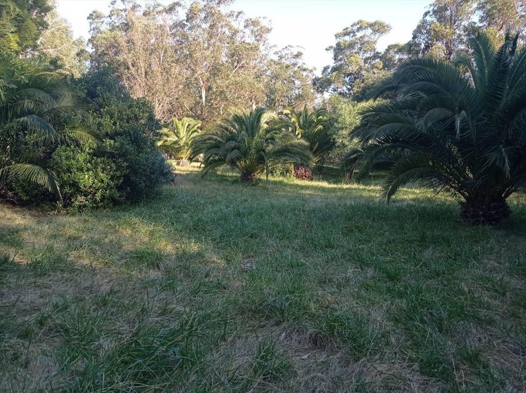Campo en Las Flores