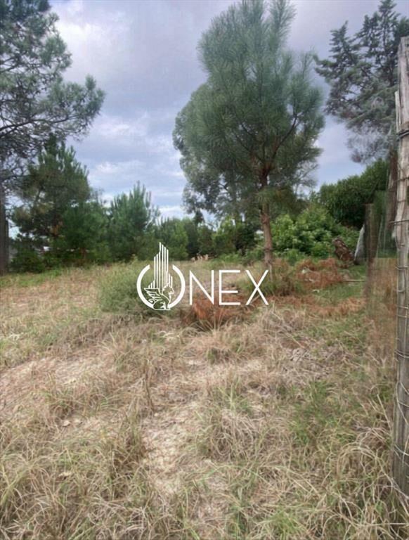 Terreno Amplio en El Pinar