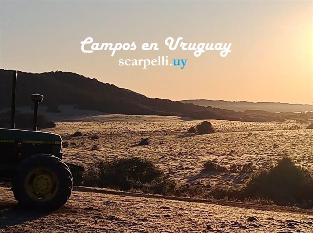 Venta Campo Ganadero Artigas Proximo Bella Union 320 Hás