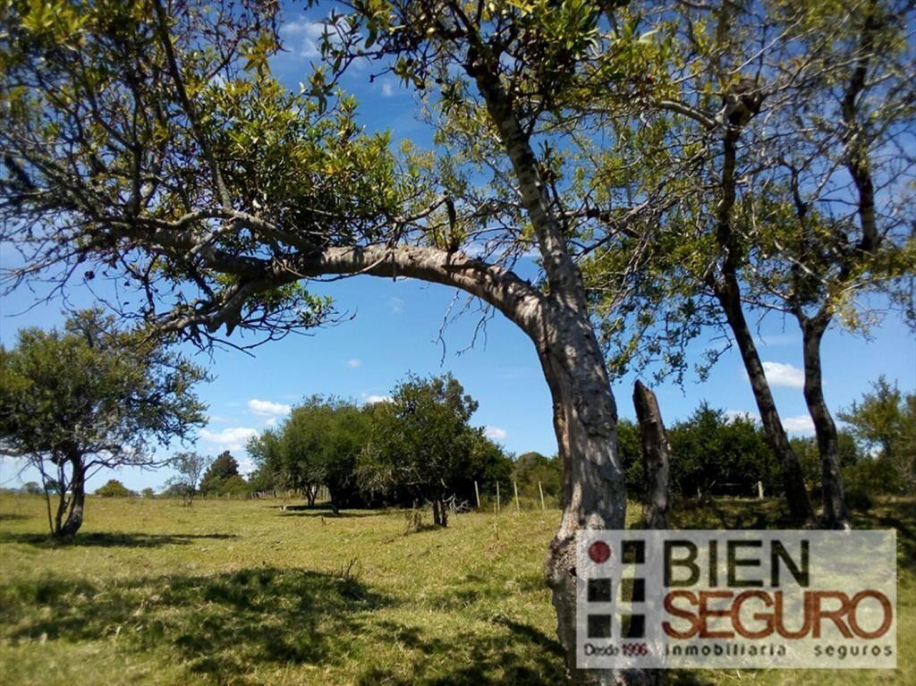 Chacra de 3 hás 6006 m², con 2 casas, en venta en Cerrillos
