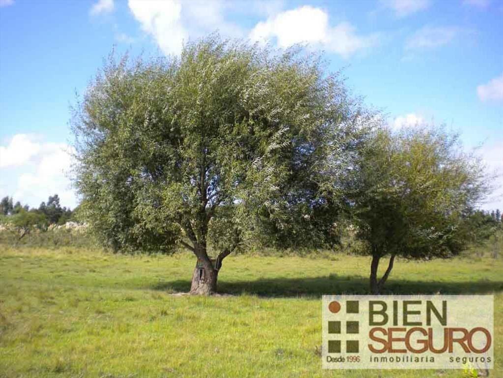 Chacra de 3 hás 6006 m², con 2 casas, en venta en Cerrillos