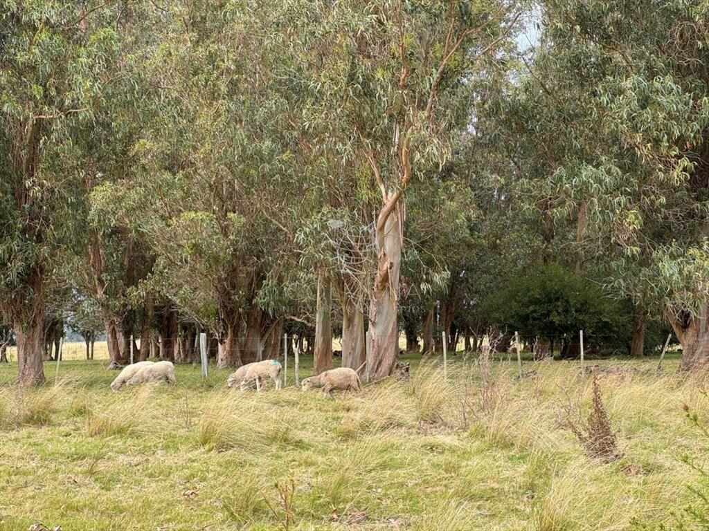 Campo 230 has - Ganadero y Turístico en Rocha