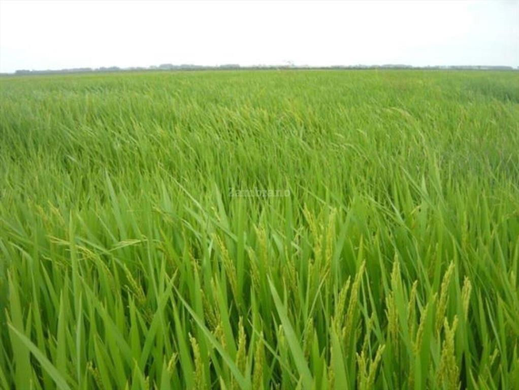 Estancia Agrícola Ganadera I Cerro Largo I Ha: 525. IC: 113