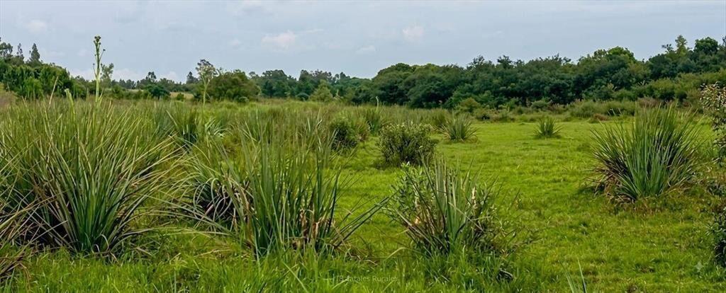 Se Vende Campo 20 Hectáreas en Rivera