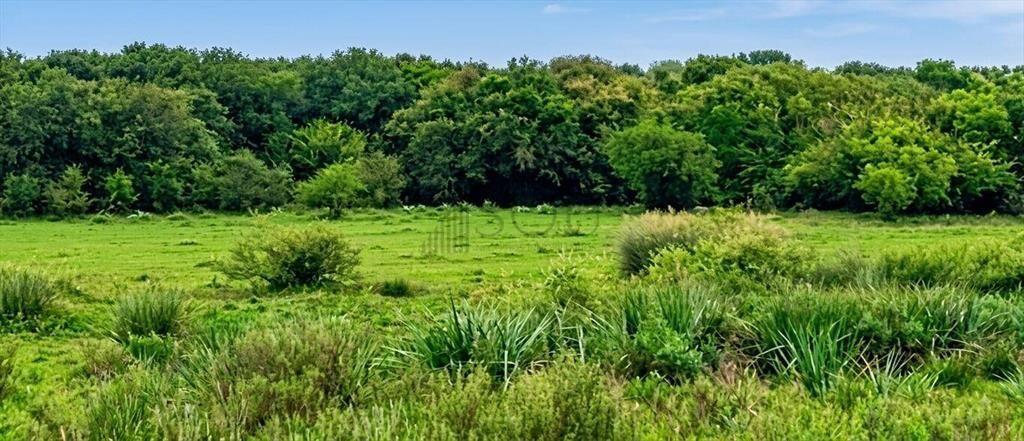 Se Vende Campo 20 Hectáreas en Rivera