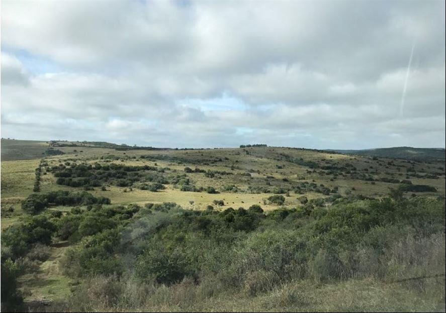 campo ganadero y forestal