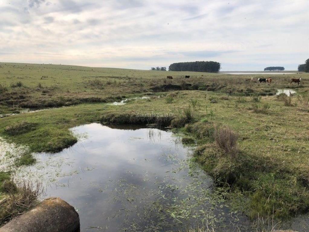 Establecimientos Ganadero Agrícolas I Cerro Largo I Ha: 650
