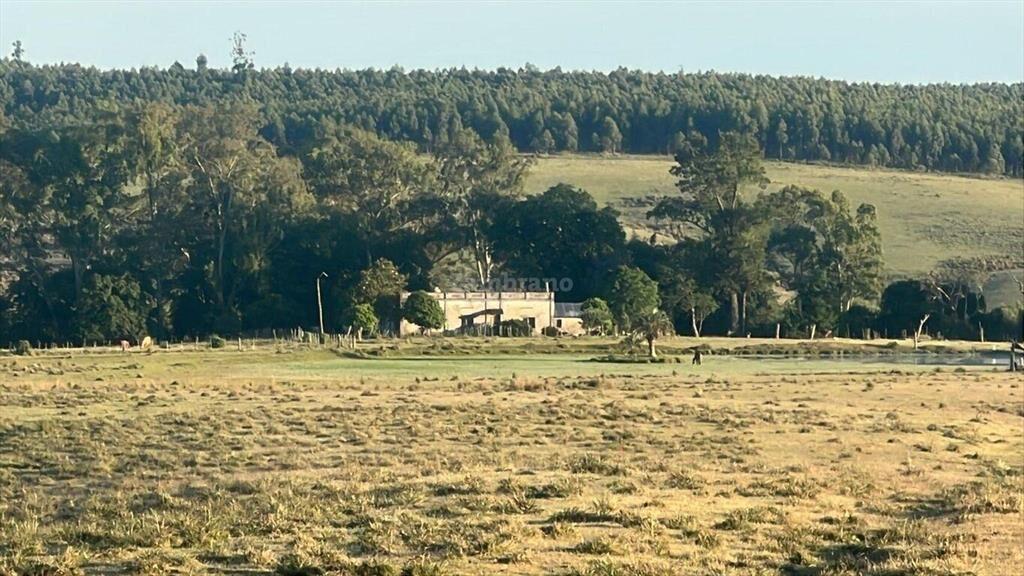 Campo Forestal Ganadero en Cerro Largo