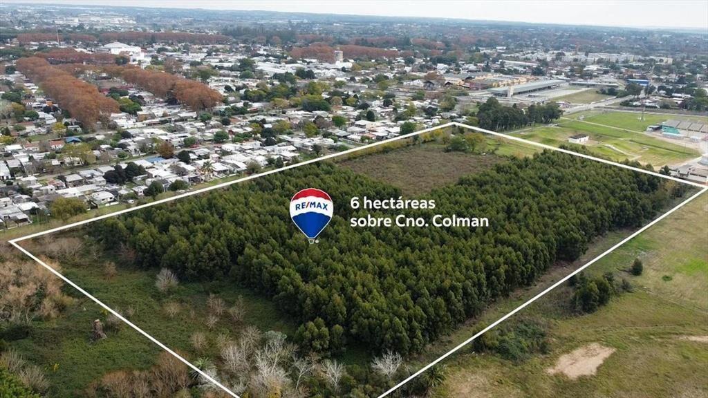 VENTA TERRENO 6 HECTÁREAS SOBRE CAMINO COLMAN